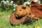 Sheltie guinea pig