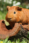 Sheltie guinea pig