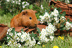 Sheltie guinea pig