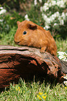 Sheltie guinea pig