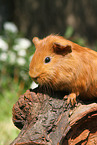 Sheltie guinea pig