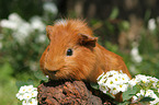 Sheltie guinea pig