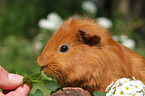 Sheltie guinea pig