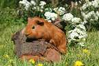 Sheltie guinea pig