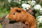 Sheltie guinea pig