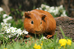 Sheltie guinea pig