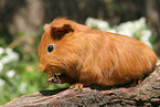 Sheltie guinea pig