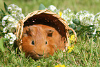 Sheltie guinea pig