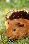 Sheltie guinea pig