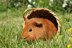 Sheltie guinea pig