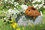 Sheltie guinea pig