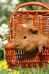 Sheltie guinea pig