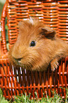 Sheltie guinea pig