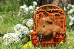 Sheltie guinea pig