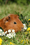 Sheltie guinea pig