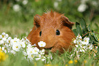 Sheltie guinea pig