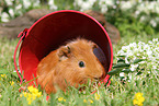 Sheltie guinea pig