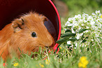 Sheltie guinea pig