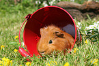 Sheltie guinea pig