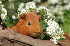 Sheltie guinea pig