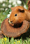 Sheltie guinea pig