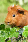 Sheltie guinea pig