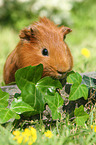 Sheltie guinea pig