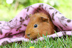 Sheltie guinea pig