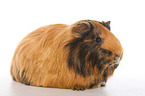Sheltie Guinea Pig