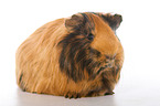 Sheltie guinea pig