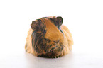 Sheltie guinea pig