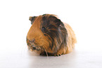 Sheltie guinea pig