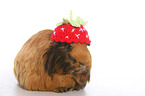 Sheltie guinea pig