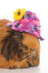 Sheltie guinea pig