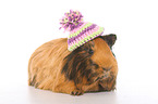 Sheltie guinea pig