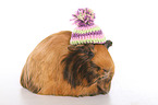 Sheltie guinea pig