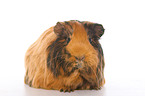 Sheltie guinea pig