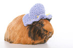 Sheltie guinea pig