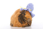 Sheltie guinea pig