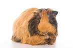 Sheltie guinea pig