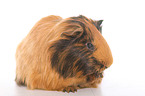 Sheltie guinea pig