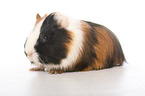 young Sheltie guinea pig