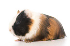 young Sheltie guinea pig