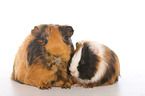 Sheltie guinea pig