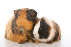 Sheltie guinea pig