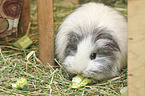 Sheltie Guinea Pig