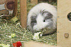 Sheltie Guinea Pig