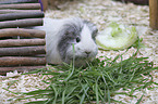 Sheltie Guinea Pig