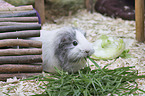 Sheltie Guinea Pig