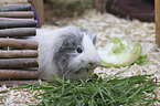 Sheltie Guinea Pig